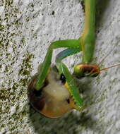 Image of Polyspilota aeruginosa (Goeze 1778)