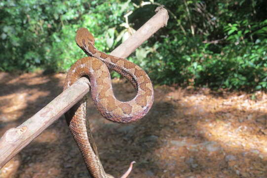 Image of Cerrophidion wilsoni Jadin, Townsend, Castoe & Campbell 2012