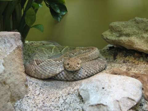 Image of Cascabel Rattlesnake