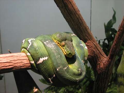 Image of Emerald Tree Boa