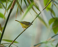 Image of Yellow-bellied Warbler