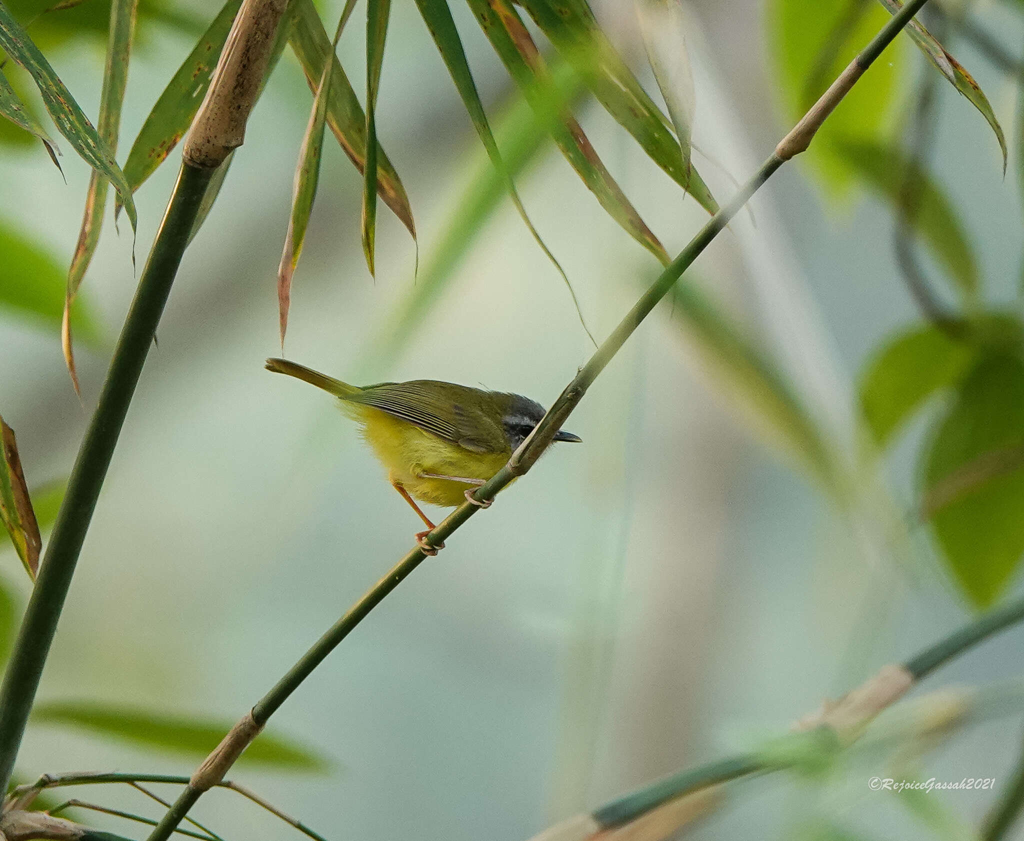 Image of Yellow-bellied Warbler