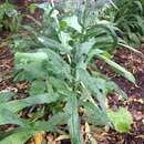 Image of Coastal Burnweed