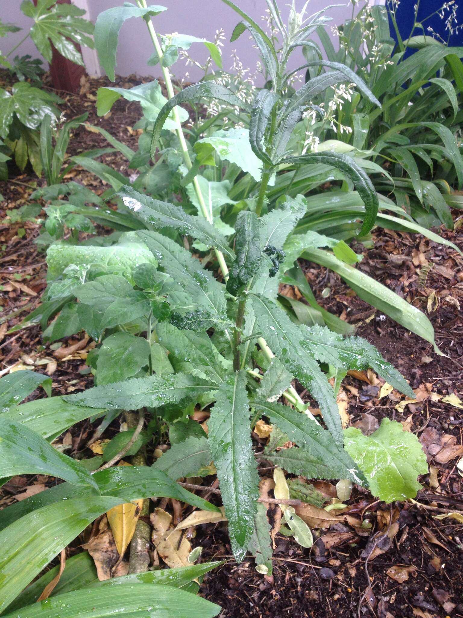 Image of Coastal Burnweed