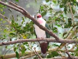 Image of Jambu Fruit Dove