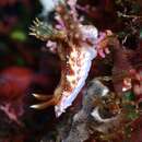 Plancia ëd Hypselodoris krakatoa Gosliner & R. F. Johnson 1999