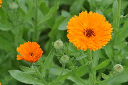 Image of pot marigold