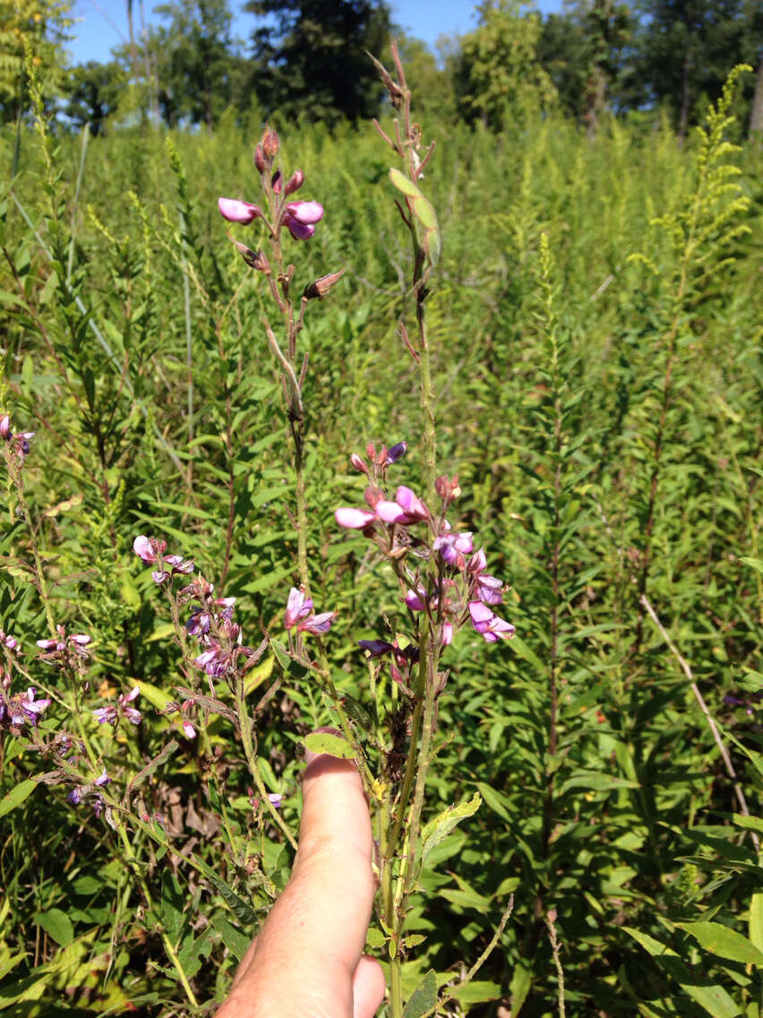 Imagem de Desmodium canadense (L.) DC.