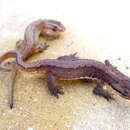 Image of Schmidtler's smooth newt