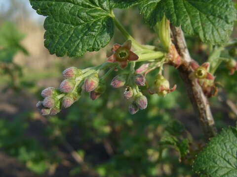 Image of Black Currant