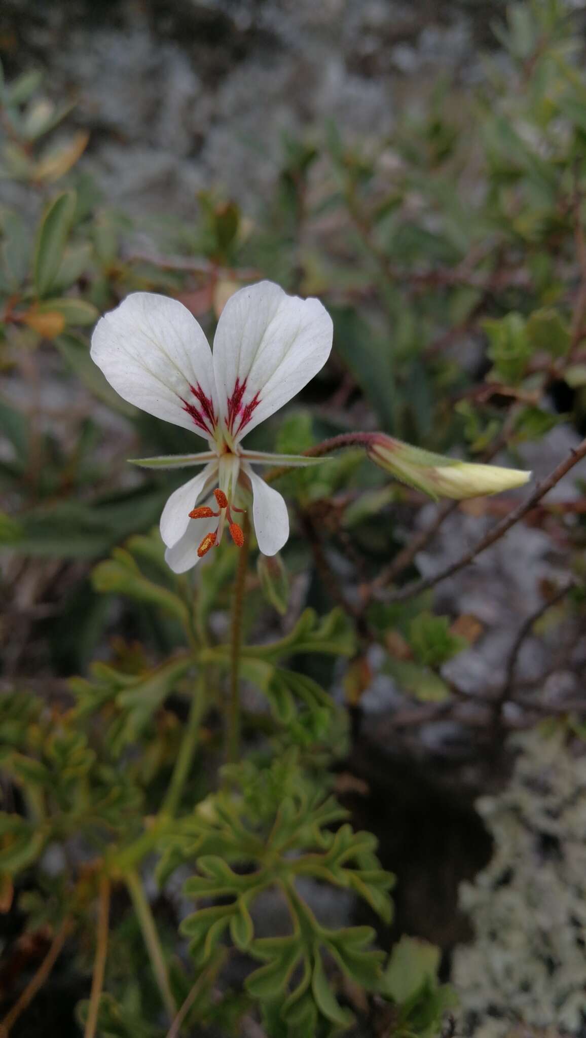 Image of Pelargonium exhibens P. Vorster