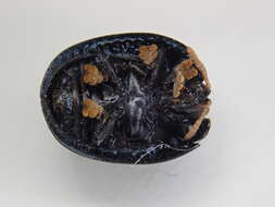 Image of Palmetto Tortoise Beetle