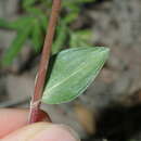 Plancia ëd Commelina cyanea R. Br.