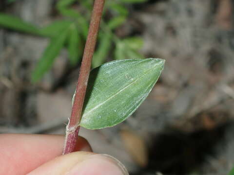 Plancia ëd Commelina cyanea R. Br.