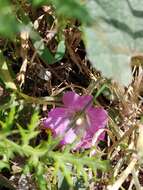 Image of Alcea acaulis (Cav.) Alef.