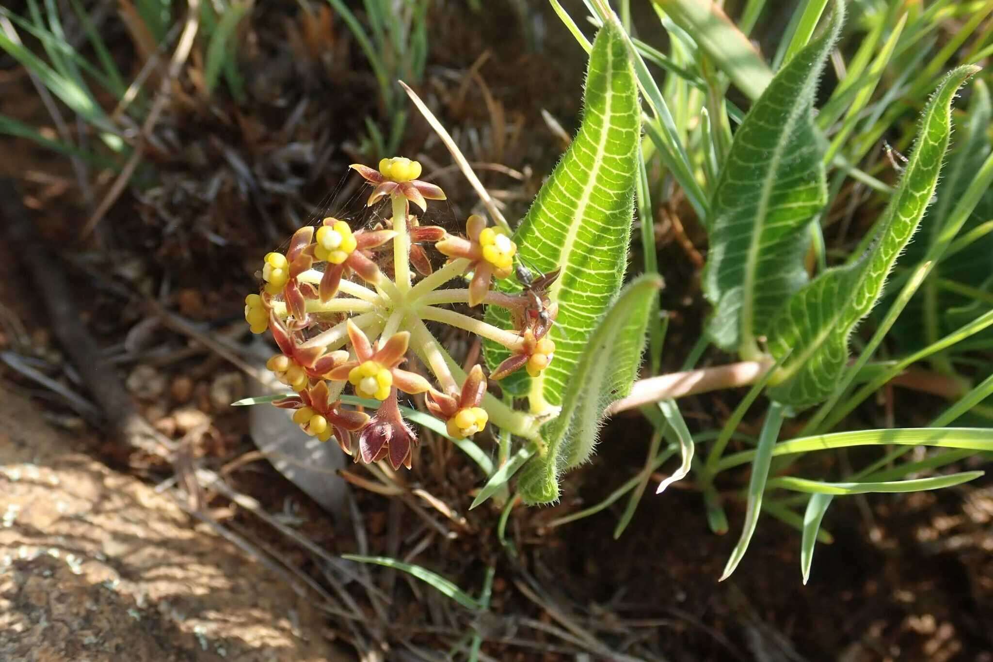 Image de Xysmalobium asperum N. E. Br.