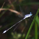 Image of Chalky Spreadwing