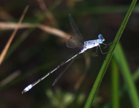 Imagem de Lestes sigma Calvert 1901