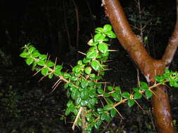 Image of Rhaphithamnus