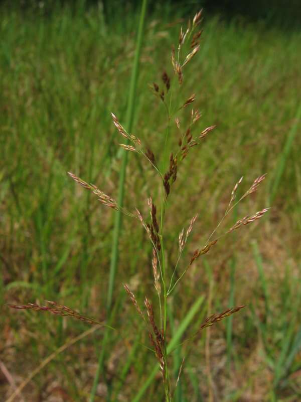 Image de Agrostis commun