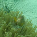 Image of Clown fish