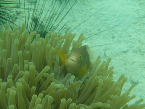 Image of Clown fish