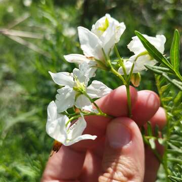 Plancia ëd Solanum pinnatisectum Dun.