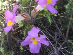 Слика од Harveya purpurea (L. fil.) Harv. ex Hook.