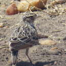 Image of Latakoo Lark