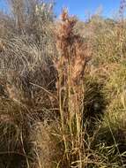 Image of Andropogon eremicus