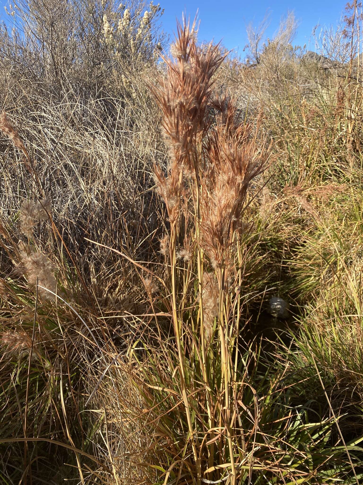 Image de Andropogon eremicus