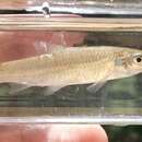 Image of Mississippi silvery minnow