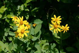 Слика од Arnica latifolia Bongard