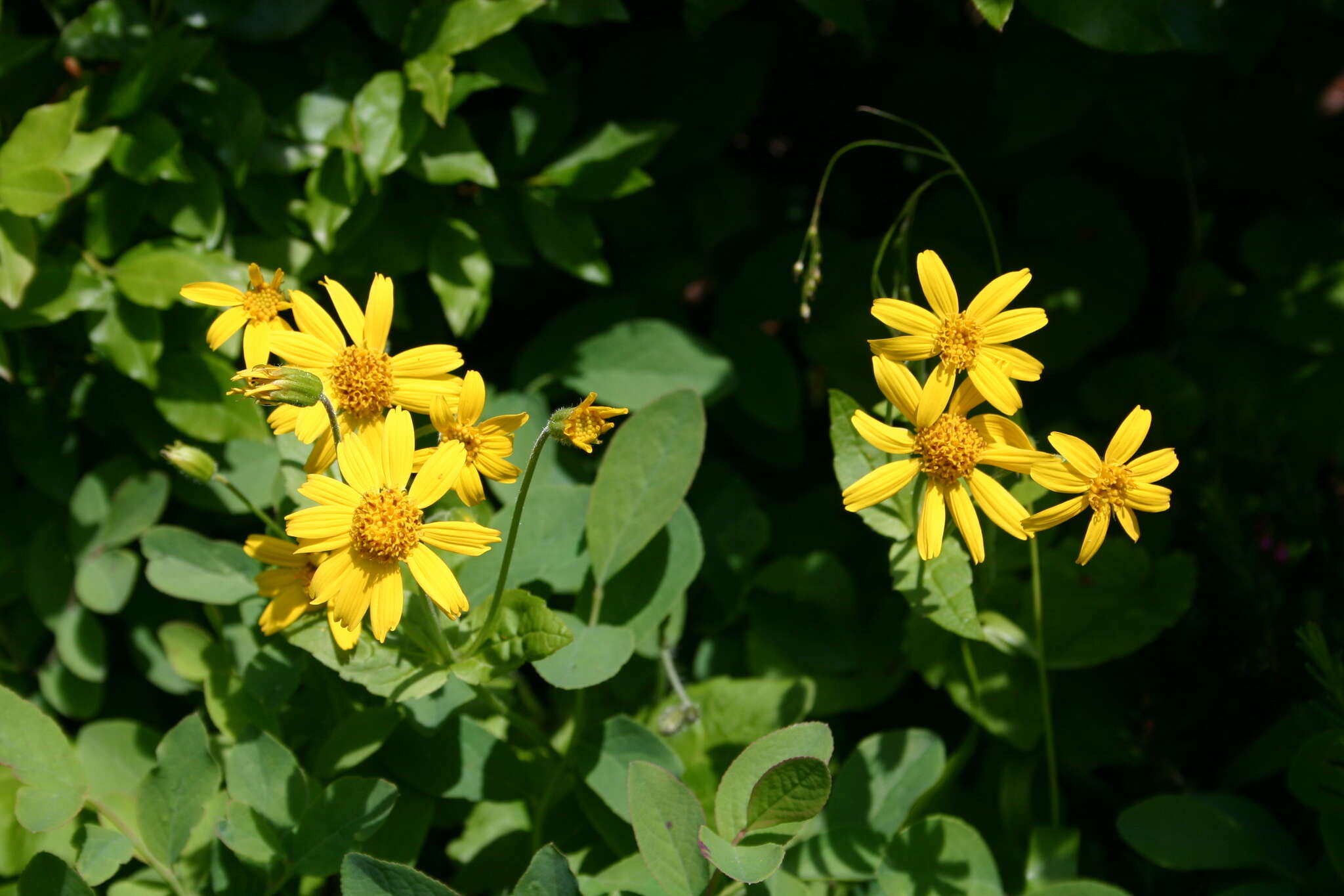 Image of broadleaf arnica