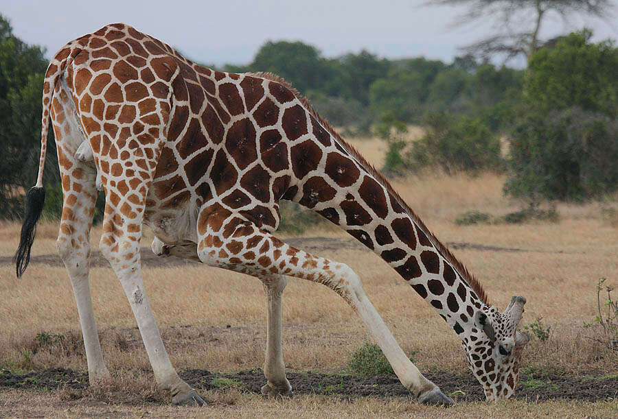 Image of reticulated giraffe