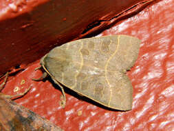 Image of Even-lined Sallow