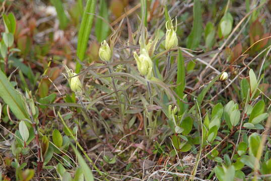 Image of Castilleja pallida var. hyparctica (Rebrist.) J. M. Egger