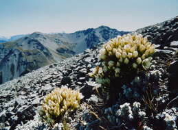 Image of Gentianella divisa (Kirk) Glenny