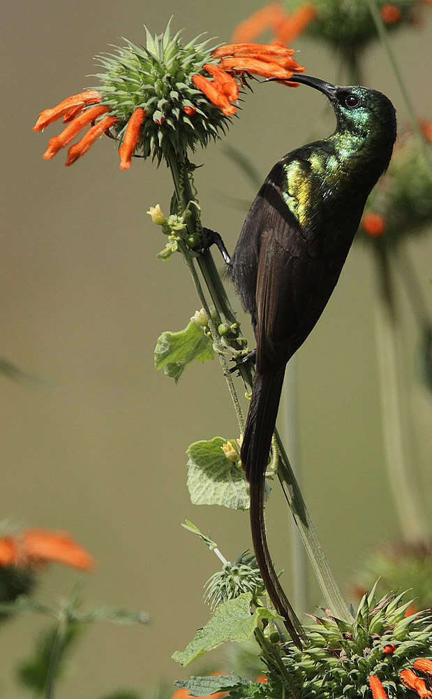 Image of Bronze Sunbird