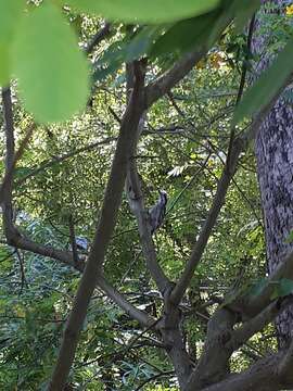 Image of Sunda Pygmy Woodpecker