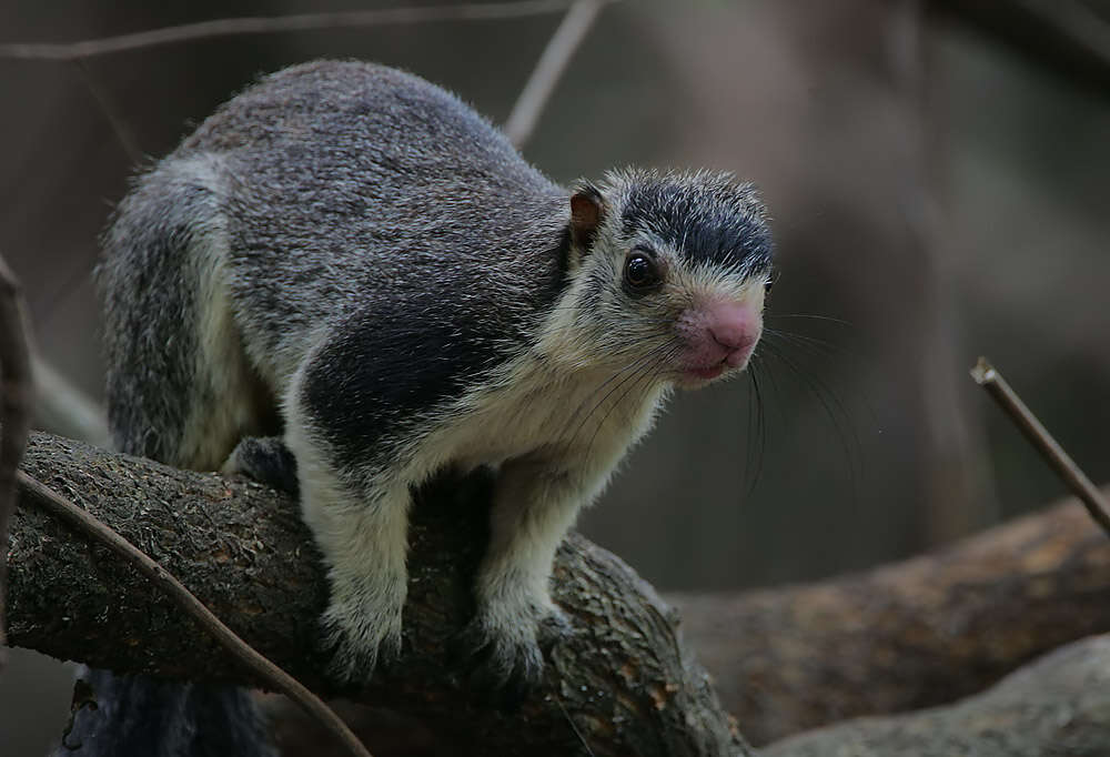 Image of Grizzled Giant Squirrel