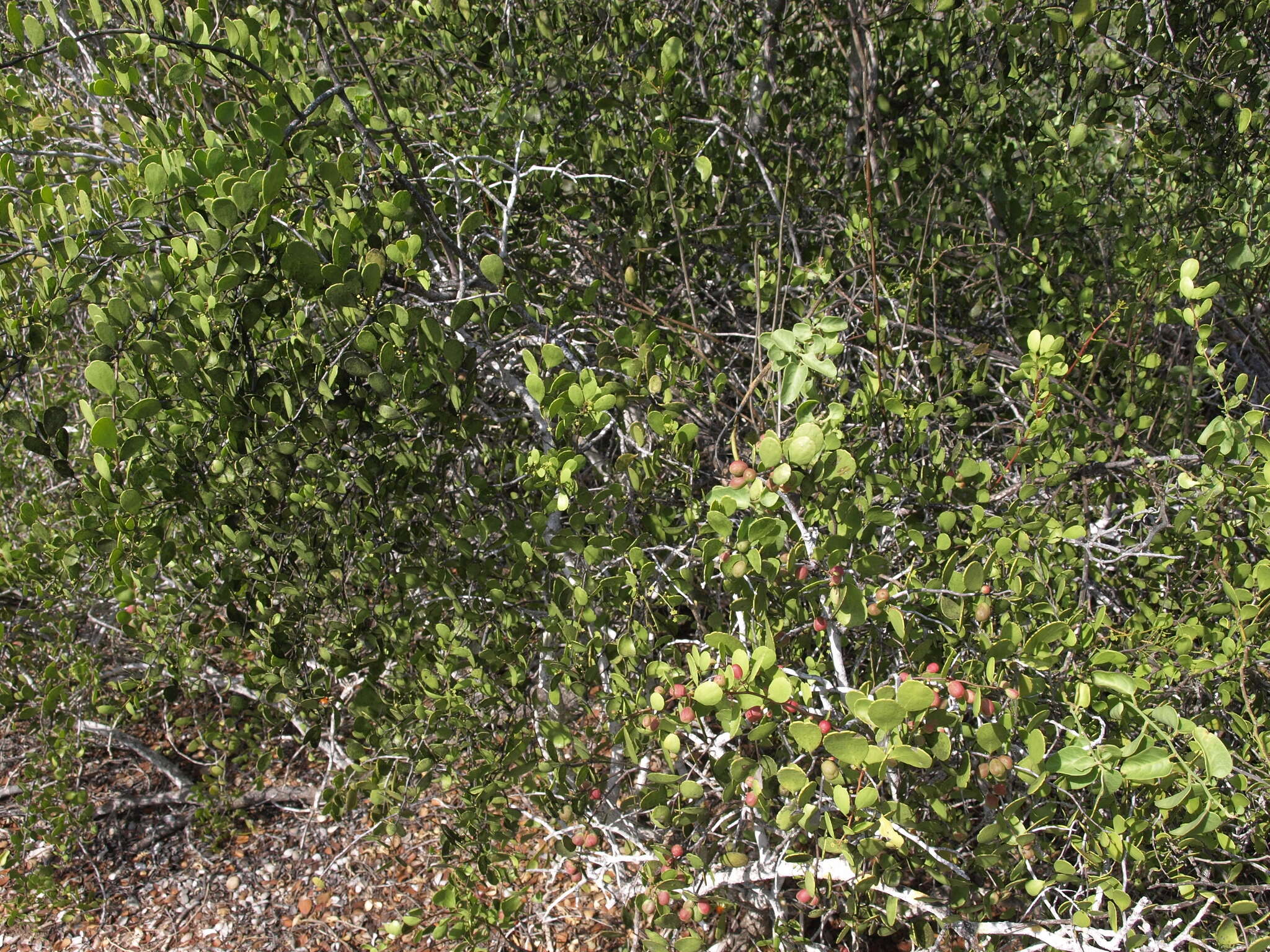 Image of Galápagos leatherleaf