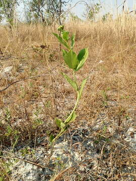 Jatropha elliptica (Pohl) Oken的圖片