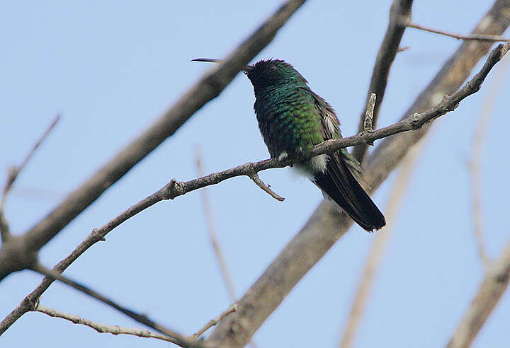 Image of Green-throated Mango