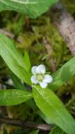 Plancia ëd Moehringia macrophylla (Hook.) Fenzl