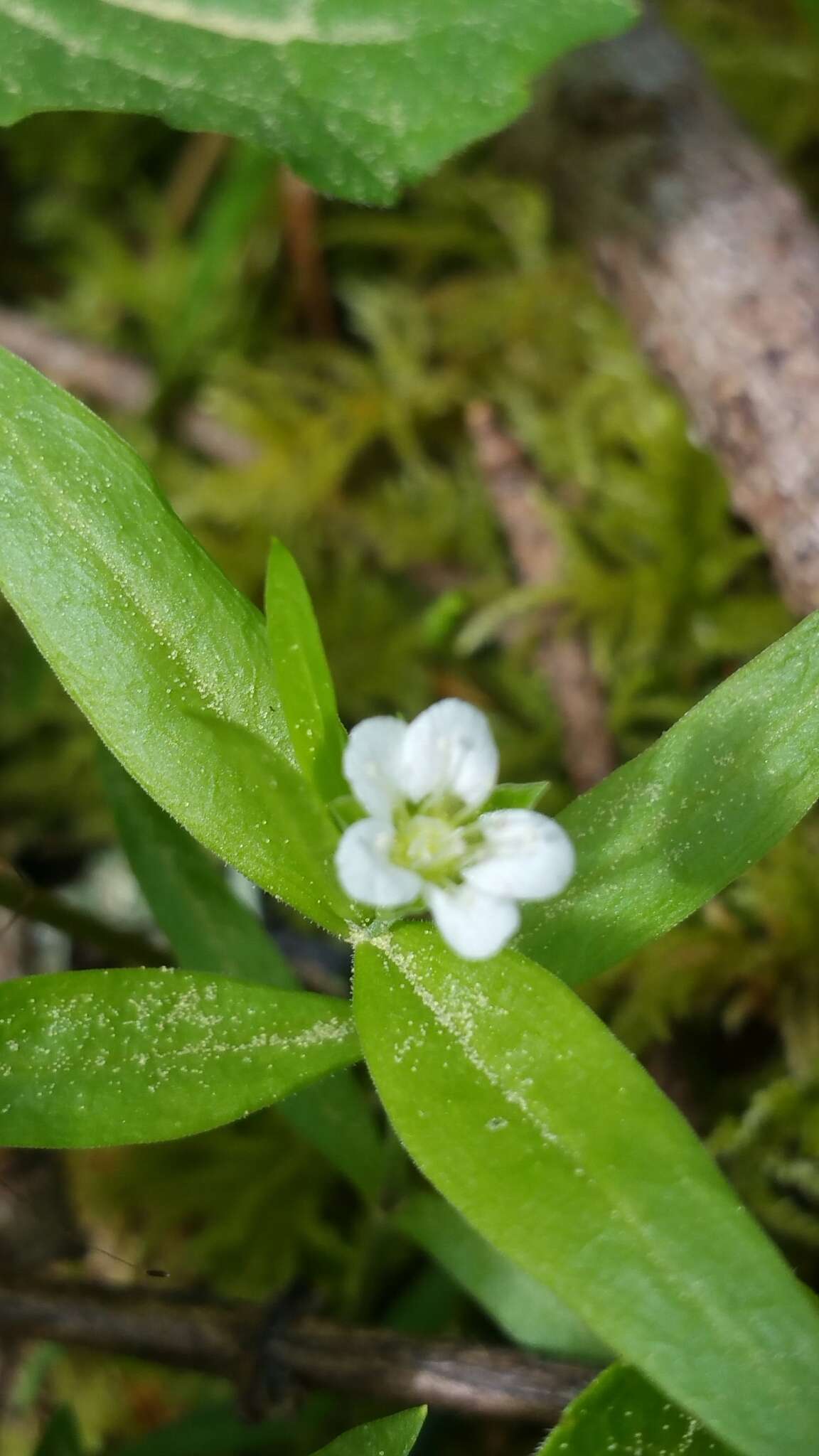 Plancia ëd Moehringia macrophylla (Hook.) Fenzl