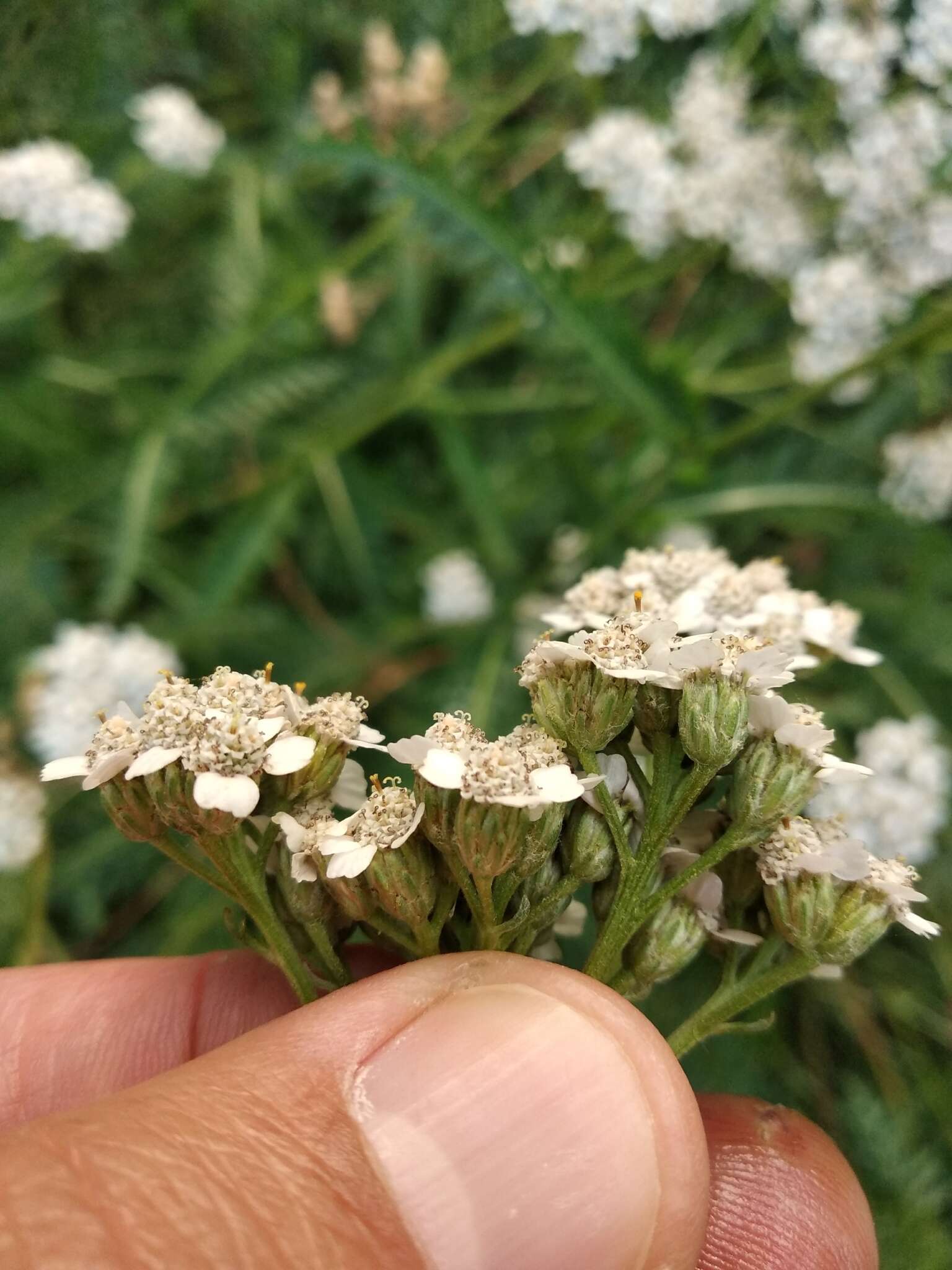 Image of Achillea inundata Kondrat.