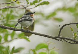 Image of Mozambique Batis