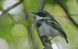 Image of Forest Batis