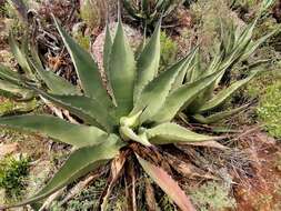 Слика од Agave salmiana subsp. crassispina (Trel.) Gentry